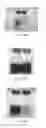 Fig. 04 - Compositions, systems, and methods for removing iron sulfide scale from oilfield components
