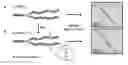 Fig. 01 - Single-helical gold nanoparticle superstructures and methods of making