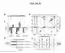 Fig. 07 - Single-helical gold nanoparticle superstructures and methods of making