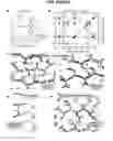 Fig. 24 - Single-helical gold nanoparticle superstructures and methods of making