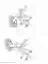 Fig. 03 - Amphibian