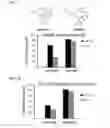 Fig. 08 - 5-bromo-indirubins