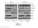 Fig. 03 - Hsp70 modulators and methods for making and using the same