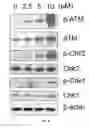 Fig. 12 - Substituted β-lapachones for treating cancer