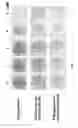 Fig. 13 - Substituted β-lapachones for treating cancer