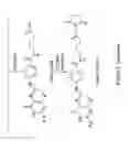 Fig. 04 - Folate derivatives, useful in particular in the context of the folate assay