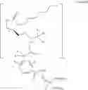 Fig. 25 - Amide-linked EP4 agonist-bisphosphonate compounds and uses thereof