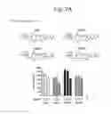 Fig. 04 - Human iNKT cell activation using glycolipids