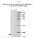 Fig. 16 - Method of producing an active-form mutant enzyme