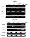 Fig. 09 - Peptide for suppressing osteoclast differentiation and use thereof