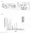 Fig. 02 - Polypeptide capable of binding to vascular endothelial growth factor, and use thereof