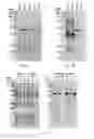 Fig. 03 - Recombinant polypeptide for enhancing cell transduction efficiency of a target agent