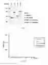 Fig. 04 - Recombinant polypeptide for enhancing cell transduction efficiency of a target agent