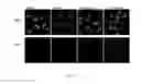 Fig. 06 - Recombinant polypeptide for enhancing cell transduction efficiency of a target agent