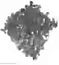 Fig. 01 - Site-specific DNA base editing using modified APOBEC enzymes