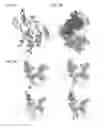 Fig. 04 - Site-specific DNA base editing using modified APOBEC enzymes