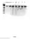 Fig. 09 - CRISPR-based methods and products for increasing frataxin levels and uses thereof