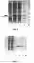 Fig. 04 - Bi-targeted Mutain MuR6S4TR of TRAIL and Preparation Method and Application Thereof