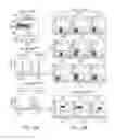 Fig. 17 - Epitope for switching to T17 cell and use thereof
