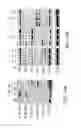 Fig. 18 - Epitope for switching to T17 cell and use thereof
