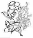 Fig. 01 - Complexes between anti-TNF antibodies, trimeric TNF proteins and organic molecules binding them