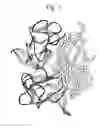 Fig. 02 - Complexes between anti-TNF antibodies, trimeric TNF proteins and organic molecules binding them