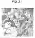 Fig. 20 - Therapeutic CD47 antibodies