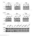 Fig. 14 - Method of Increasing GIPCR Signalization in the Cells of a Scoliotic Subject