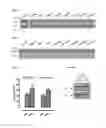 Fig. 15 - Method of Increasing GIPCR Signalization in the Cells of a Scoliotic Subject
