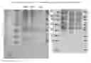 Fig. 01 - Monoclonal antibodies