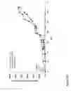 Fig. 76 - Affinity entities comprising a TCR-like antibody binding domain with high affinity and fine specificity and uses of same