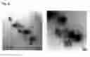 Fig. 03 - RUBBER-LIKE MATERIAL FOR THE IMMOBILIZATION OF PROTEINS AND ITS USE IN LIGHTING, DIAGNOSIS AND BIOCATALYSIS