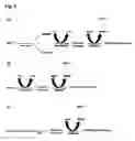 Fig. 08 - RUBBER-LIKE MATERIAL FOR THE IMMOBILIZATION OF PROTEINS AND ITS USE IN LIGHTING, DIAGNOSIS AND BIOCATALYSIS