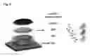 Fig. 09 - RUBBER-LIKE MATERIAL FOR THE IMMOBILIZATION OF PROTEINS AND ITS USE IN LIGHTING, DIAGNOSIS AND BIOCATALYSIS