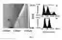 Fig. 06 - LARGE AREA MONOLAYER OF PERFLUORO POLYMERS