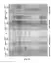 Fig. 07 - Production of alpha-olefins