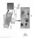 Fig. 07 - Device and method for analysis of tissue constructs