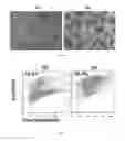 Fig. 12 - Methods of measuring cell purity for making quality control determinations and related compositions