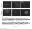 Fig. 47 - Passaging and harvesting formulation and method for human pluripotent stem cells