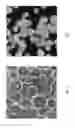 Fig. 02 - Drying formulation for hydrogel microcarriers