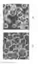 Fig. 04 - Drying formulation for hydrogel microcarriers