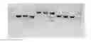 Fig. 01 - Genetically Modified IPS Cells That Carry a Marker to Report Expression of Neurogenin3, TPH2, FOXO1 and/or Insulin Genes