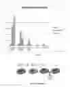 Fig. 11 - Genetically Modified IPS Cells That Carry a Marker to Report Expression of Neurogenin3, TPH2, FOXO1 and/or Insulin Genes