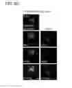 Fig. 09 - Use of phospholipid scramblase inhibitors for modulating inflammatory immune responses