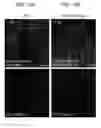 Fig. 49 - Use of phospholipid scramblase inhibitors for modulating inflammatory immune responses