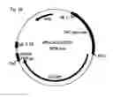 Fig. 03 - Immortalised chicken embryo fibroblasts