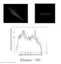 Fig. 28 - Galvanotaxis assay for quantitative assessment of the metastatic potential of cancer cells