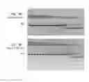 Fig. 05 - High fidelity restriction endonucleases
