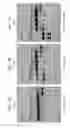 Fig. 08 - High fidelity restriction endonucleases