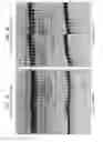 Fig. 10 - High fidelity restriction endonucleases